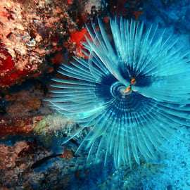 Riviera Ateniese: snorkeling costiero e foto subacquee