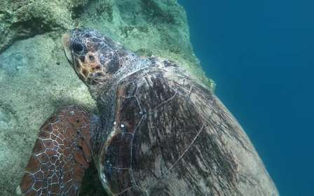 Riviera Ateniese: snorkeling costiero e foto subacquee