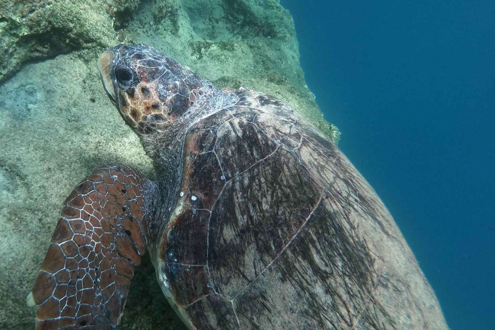 Riviera Ateniese: snorkeling costiero e foto subacquee