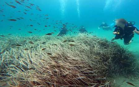 Costa orientale di Atene: Scopri le immersioni a Nea Makri