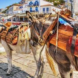 Da Atene: Crociera di un giorno a Idra, Poros e Egina con pranzo