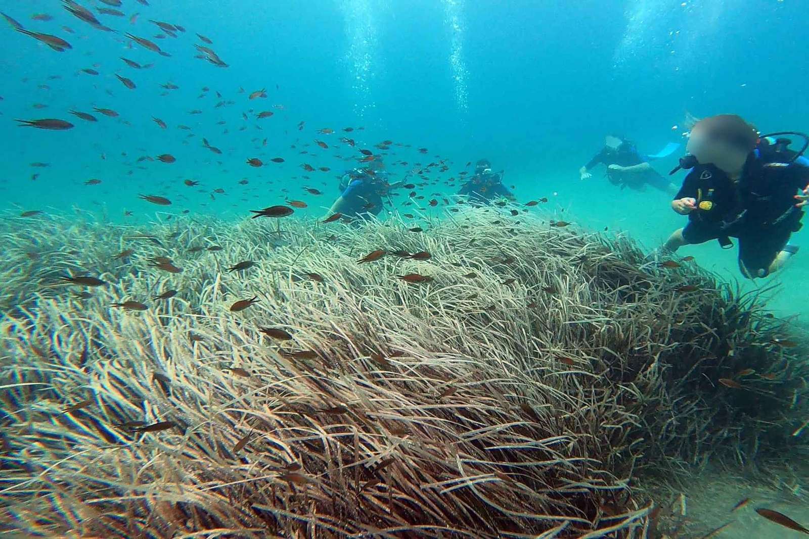 Costa orientale di Atene: Scopri le immersioni a Nea Makri