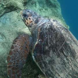 Riviera Ateniese: snorkeling costiero e foto subacquee