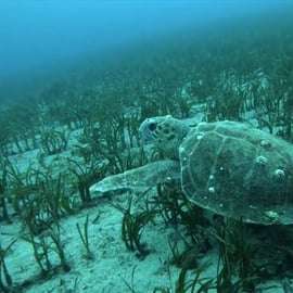 Atene: Avventura nella Riviera dello Snorkeling