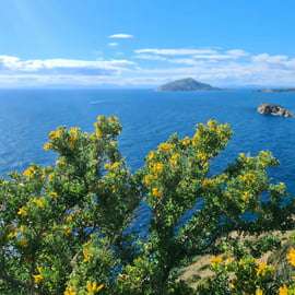 Da Atene: Visita guidata al Tempio di Poseidone e a Capo Sounion