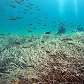 Costa orientale di Atene: Scopri le immersioni a Nea Makri